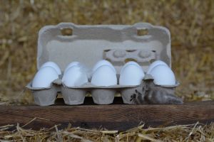 Höfers frische Landeier weiß 10 STK