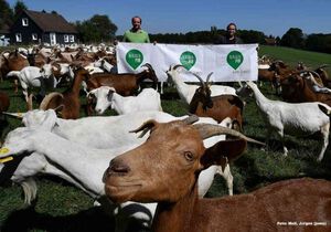 Ziegenhof Deppe jetzt bei Bergisch Pur!
